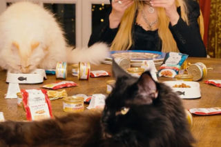 Maryla Rodowicz - koty nie przejedzą emerytury gwiazdy