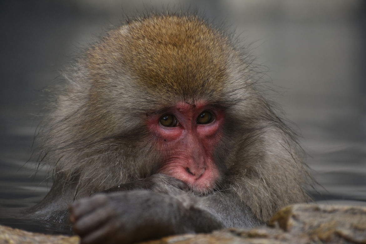 Makaki japońskie pojawią się w krakowski zoo
