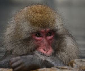 Makaki japońskie pojawią się w krakowski zoo