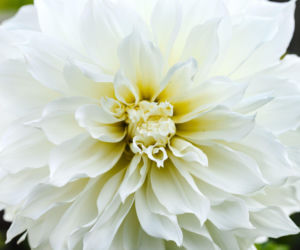 Dalia 'White Perfection'