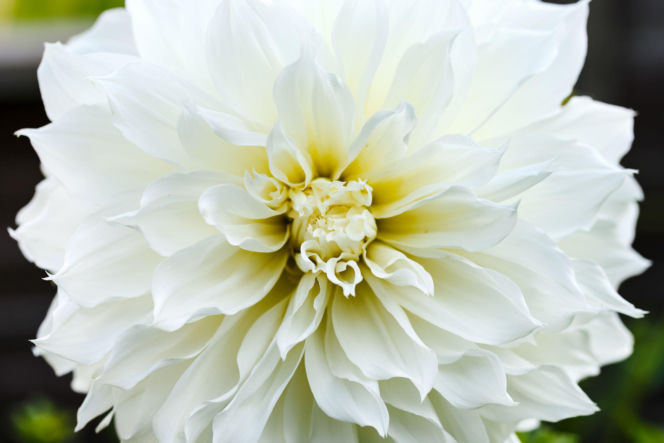 Dalia 'White Perfection'