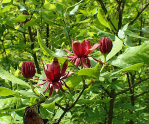 Ten krzew pachnie jak domowa szarlotka. Posadź już teraz, a nornice znikną z twojego ogrodu