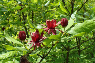 Ten krzew pachnie jak domowa szarlotka. Posadź już teraz, a nornice znikną z twojego ogrodu