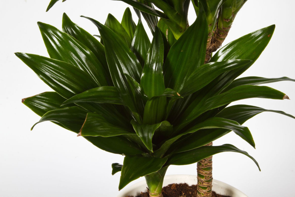 Dracena deremeńska
