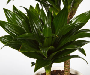 Dracena deremeńska