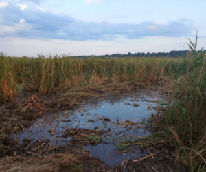 Rozpoczęli oczyszczanie Pasternika. Wątpliwości ornitologów i wędkarzy