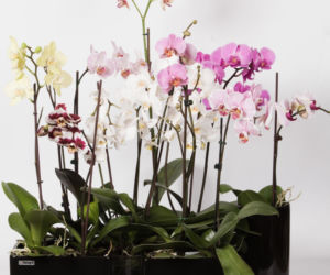 Phalaenopsis