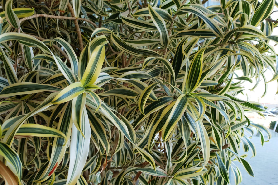 Dracena odwrócona