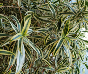 Dracena odwrócona