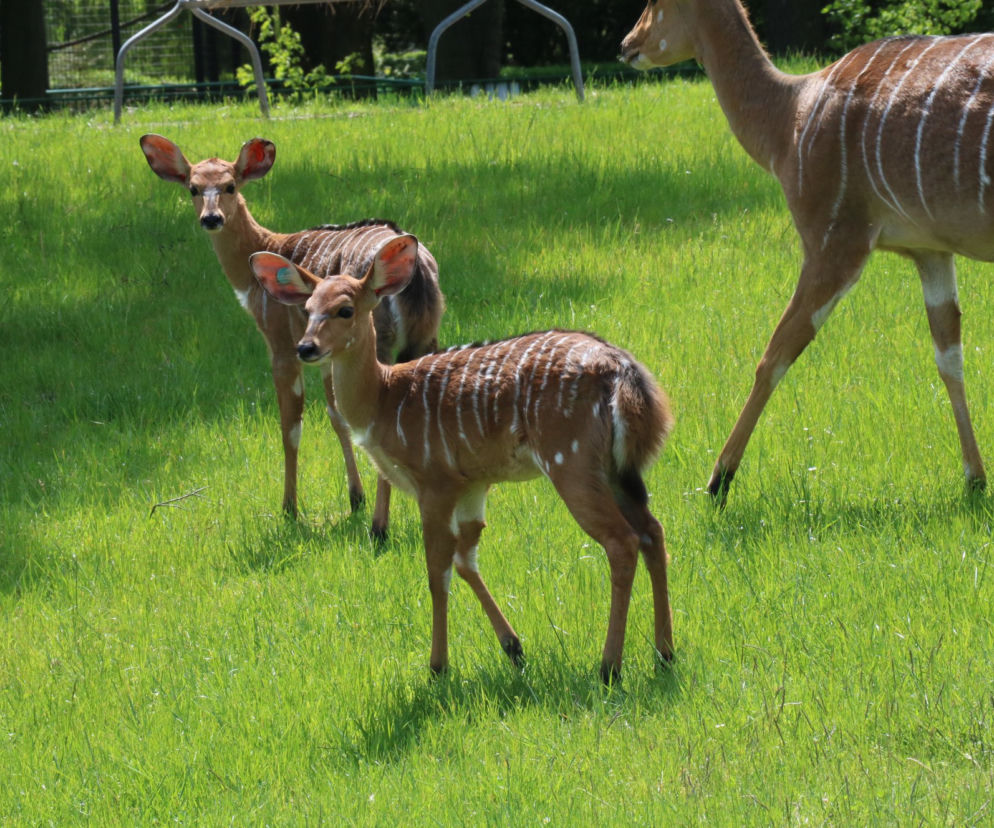 Kiedy zostanie otwarte zoo w Chorzowie? Trwają konsultacje z sanepidem. Decyzja jeszcze w tym tygodniu