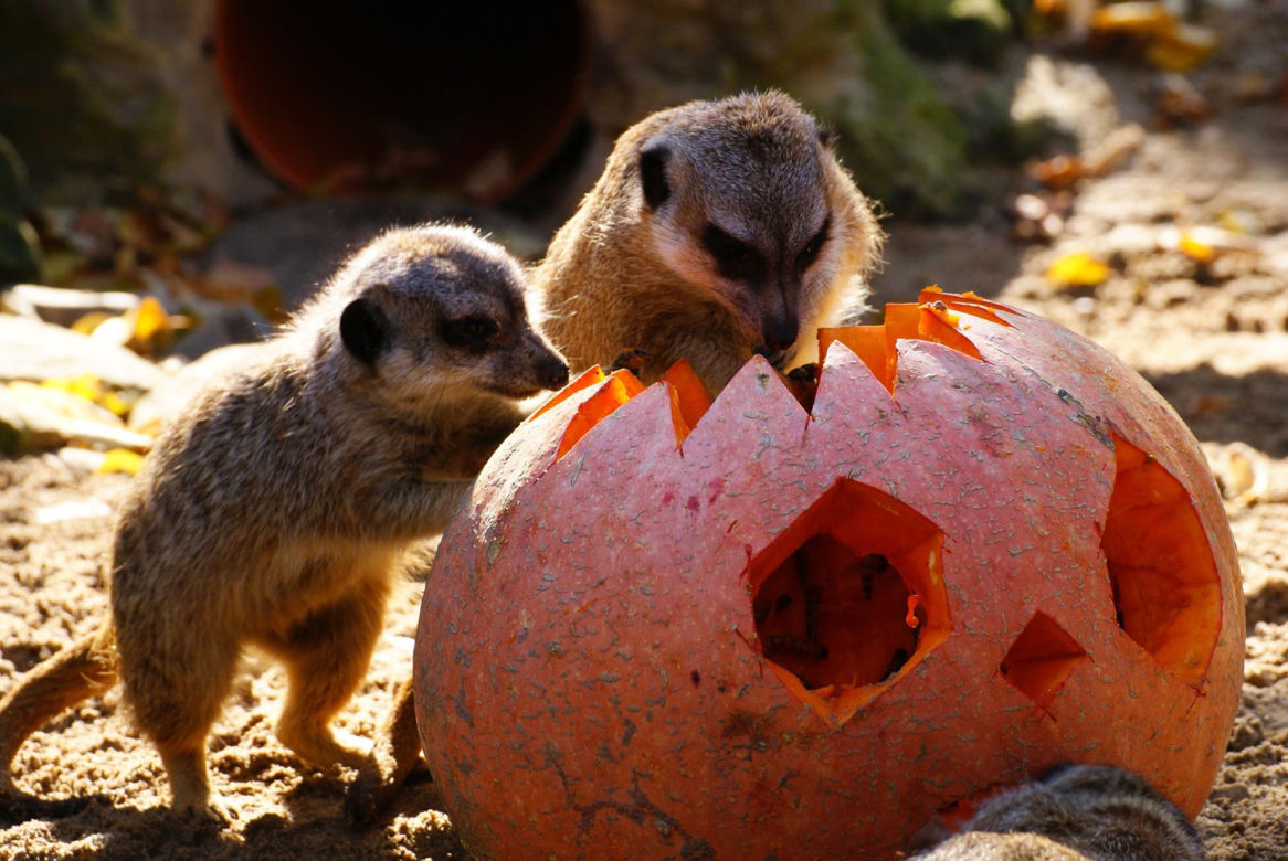 Halloween w łódzkim zoo