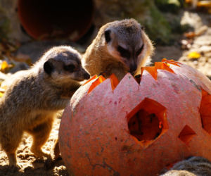 Halloween w łódzkim zoo