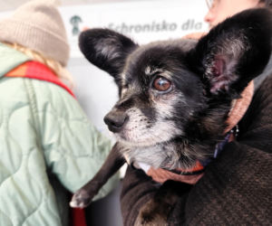 Krakowianie ratują bezdomne psy przed mrozem! Niewiarygodny sukces akcji Zima w schronisku