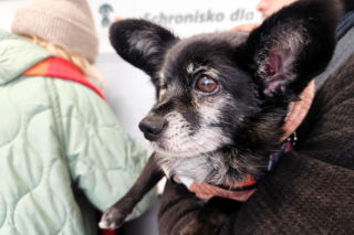 Krakowianie ratują bezdomne psy przed mrozem! Niewiarygodny sukces akcji Zima w schronisku