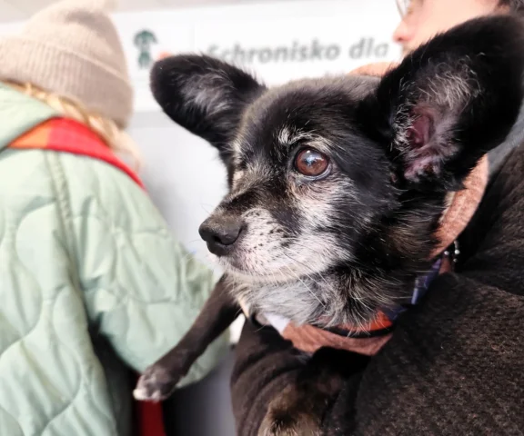 Krakowianie ratują bezdomne psy przed mrozem! Niewiarygodny sukces 