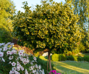 Trzmielina Fortune`a