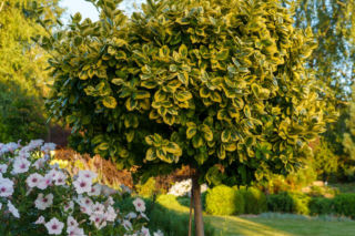 Trzmielina Fortune`a