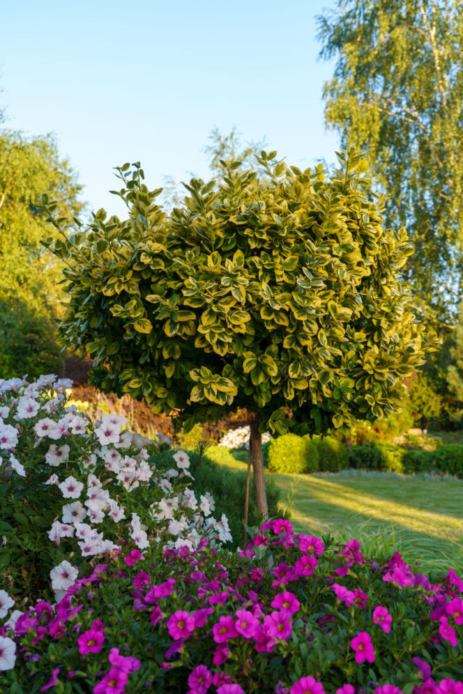 Trzmielina Fortune`a