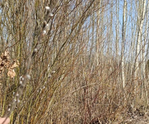 Wiosna coraz śmielej daje o sobie znać! Krokusy kwitną, pszczoły ruszyły do pracy