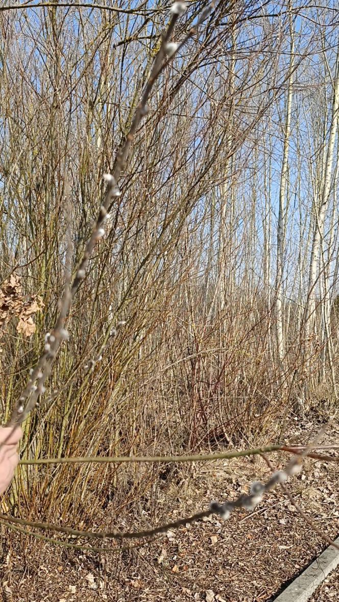 Wiosna coraz śmielej daje o sobie znać! Krokusy kwitną, pszczoły ruszyły do pracy