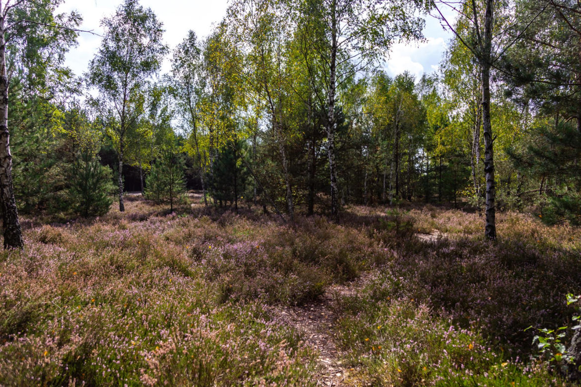 Wrzosowiska Mostówka
