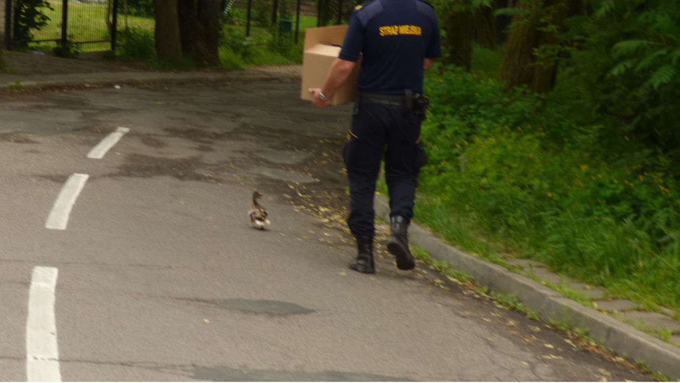 Eko patrol uratował małe kaczuszki