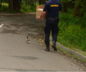 Eko patrol uratował małe kaczuszki