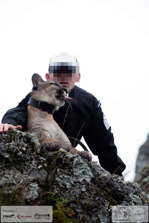 Śląskie: Dramatyczna akcja! Weteran z Afganistanu i puma: "To moje dziecko"