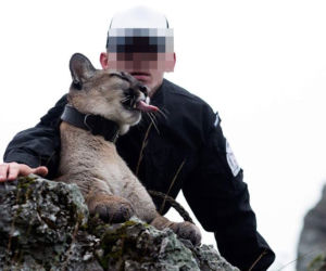 Śląskie: Dramatyczna akcja! Weteran z Afganistanu i puma: To moje dziecko