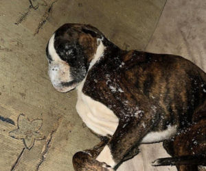 Wstrząsające sceny pod Kielcami. Trzy martwe psy, jedenaście uratowanych z pseudohodowli