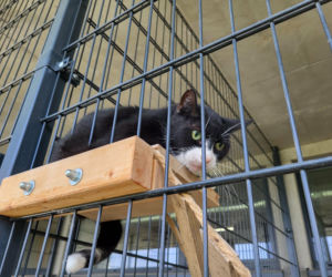 Koty ze szczecińskiego schroniska czekają na nowy dom