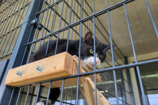 Koty ze szczecińskiego schroniska czekają na nowy dom