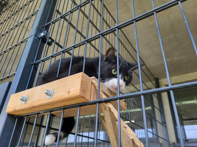Koty ze szczecińskiego schroniska czekają na nowy dom