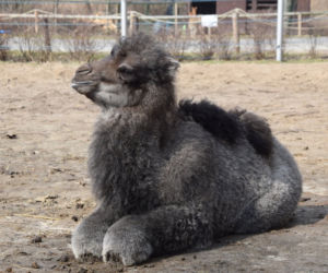 Galia - nowy wielbłąd w poznańskim ZOO