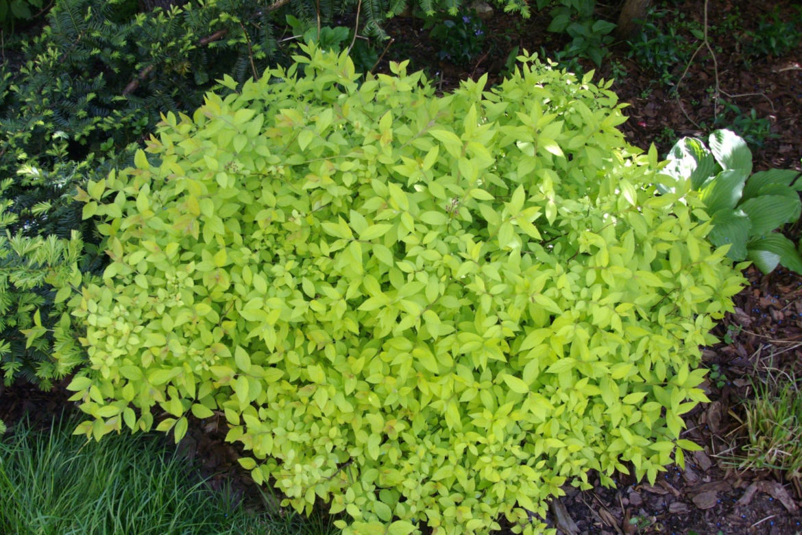 Tawuła japońska 'Goldmound'