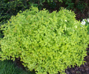 Tawuła japońska 'Goldmound'