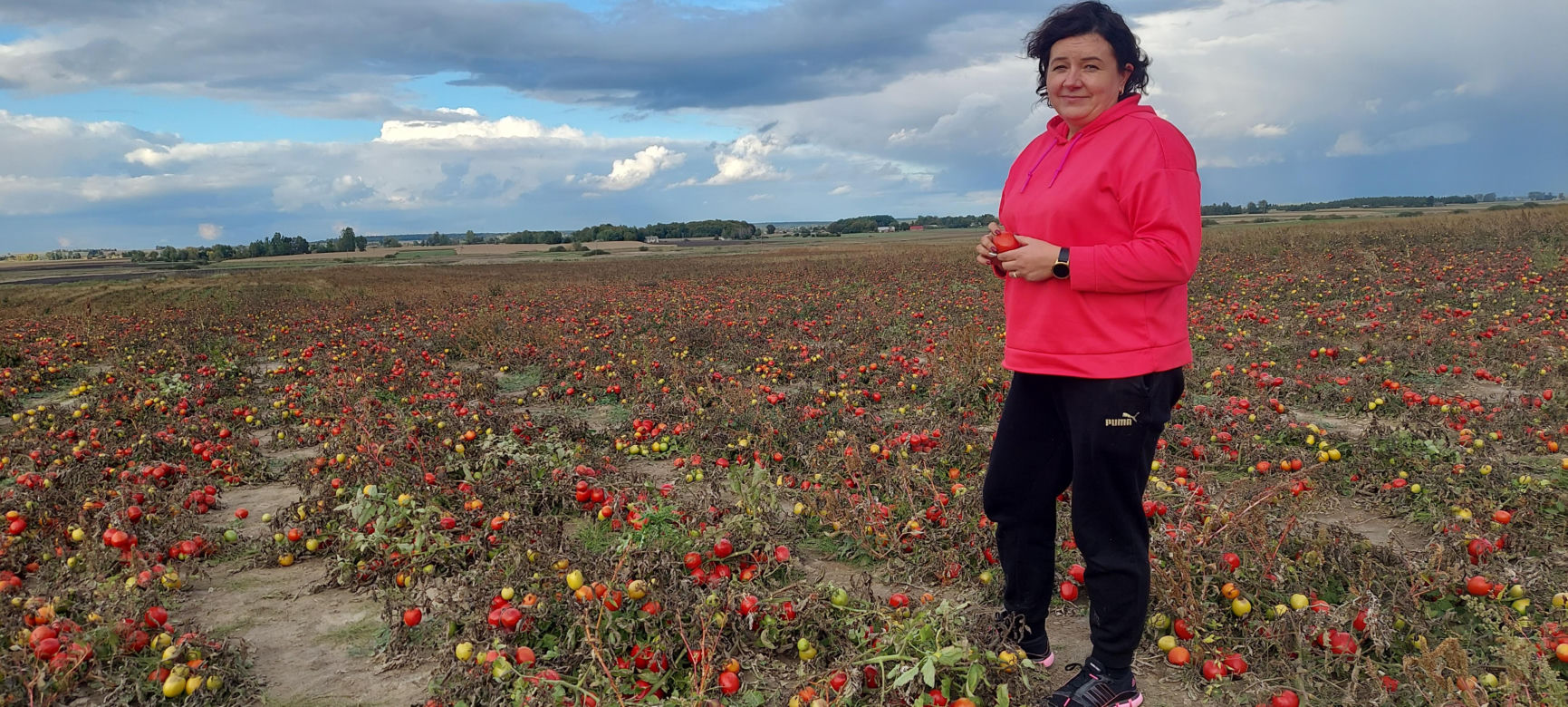 Samozbiory pomidorów na plantacji w Niewirkowie cieszą się powodzeniem