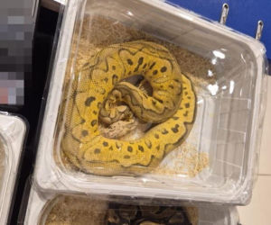 Handlowała kameleonami i pytonami z fałszywymi dokumentami. 28-latka zatrzymana w Lublinie