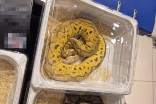 Handlowała kameleonami i pytonami z fałszywymi dokumentami. 28-latka zatrzymana w Lublinie