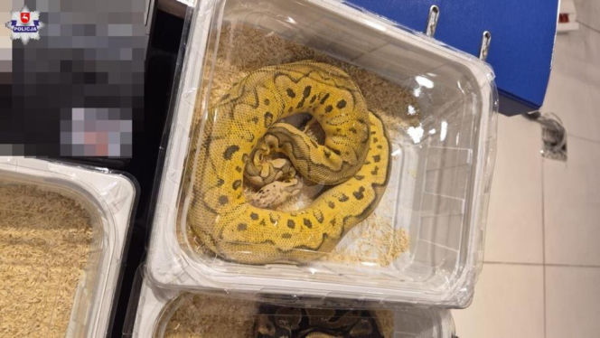 Handlowała kameleonami i pytonami z fałszywymi dokumentami. 28-latka zatrzymana w Lublinie