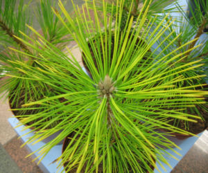 Sosna Thunberga 'Ogon'