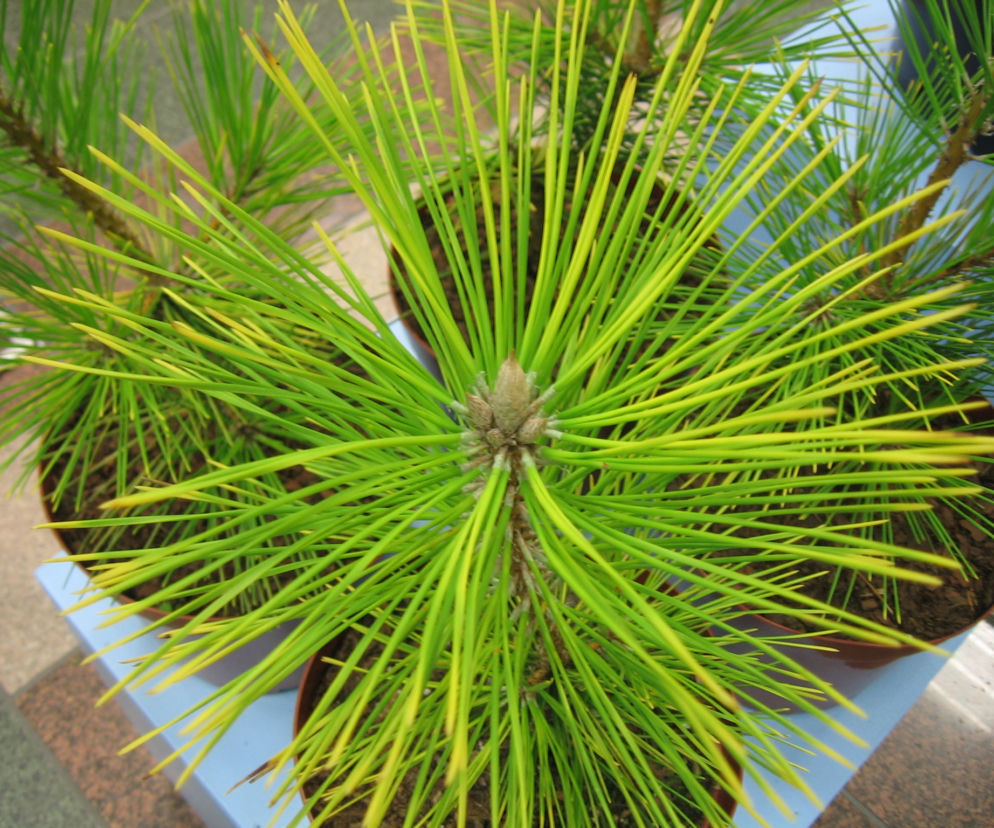Sosna Thunberga 'Ogon'