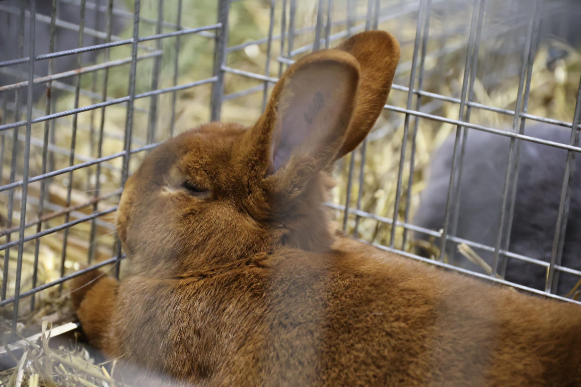Zoopark 2024 w Lublinie. Można podziwiać wiele gatunków zwierząt