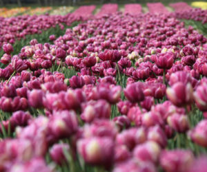 Tulipany na polach w Chrzypsku Wielkim