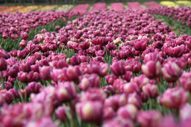 Tulipany na polach w Chrzypsku Wielkim