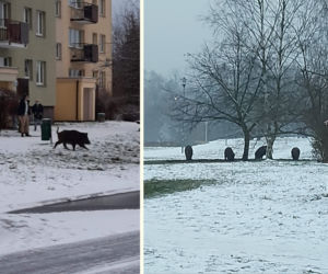 Dziki honorowymi ambasadorami Szczecina?