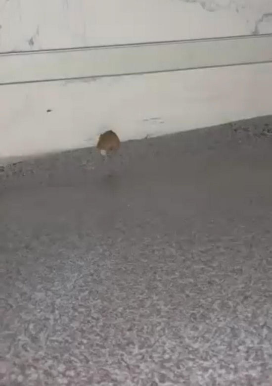Mysz na komisariacie