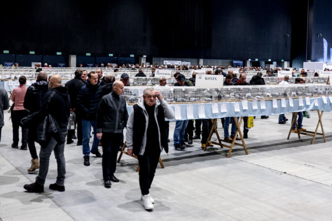 Katowice stolicą gołębiarstwa. Za nami 17. edycja EXPOGołębie. To największa tego typu impreza w Europie