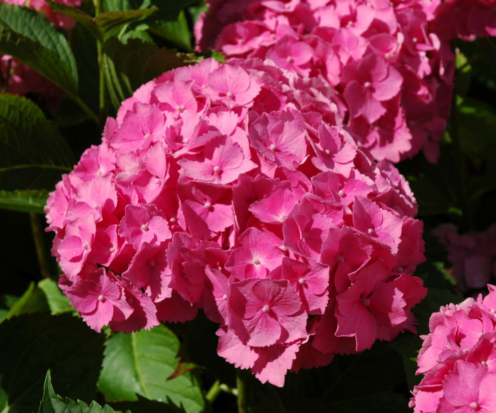 Hortensja ogrodowa 'Bouquet Rose' 