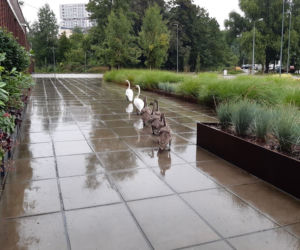 Łabędzie opuściły staw MPWiK i ruszyły w świat